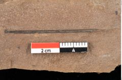 Foto (Detailansicht) von Pinus centrotos Unger (NHMW-GEO-2024-0188-0219)